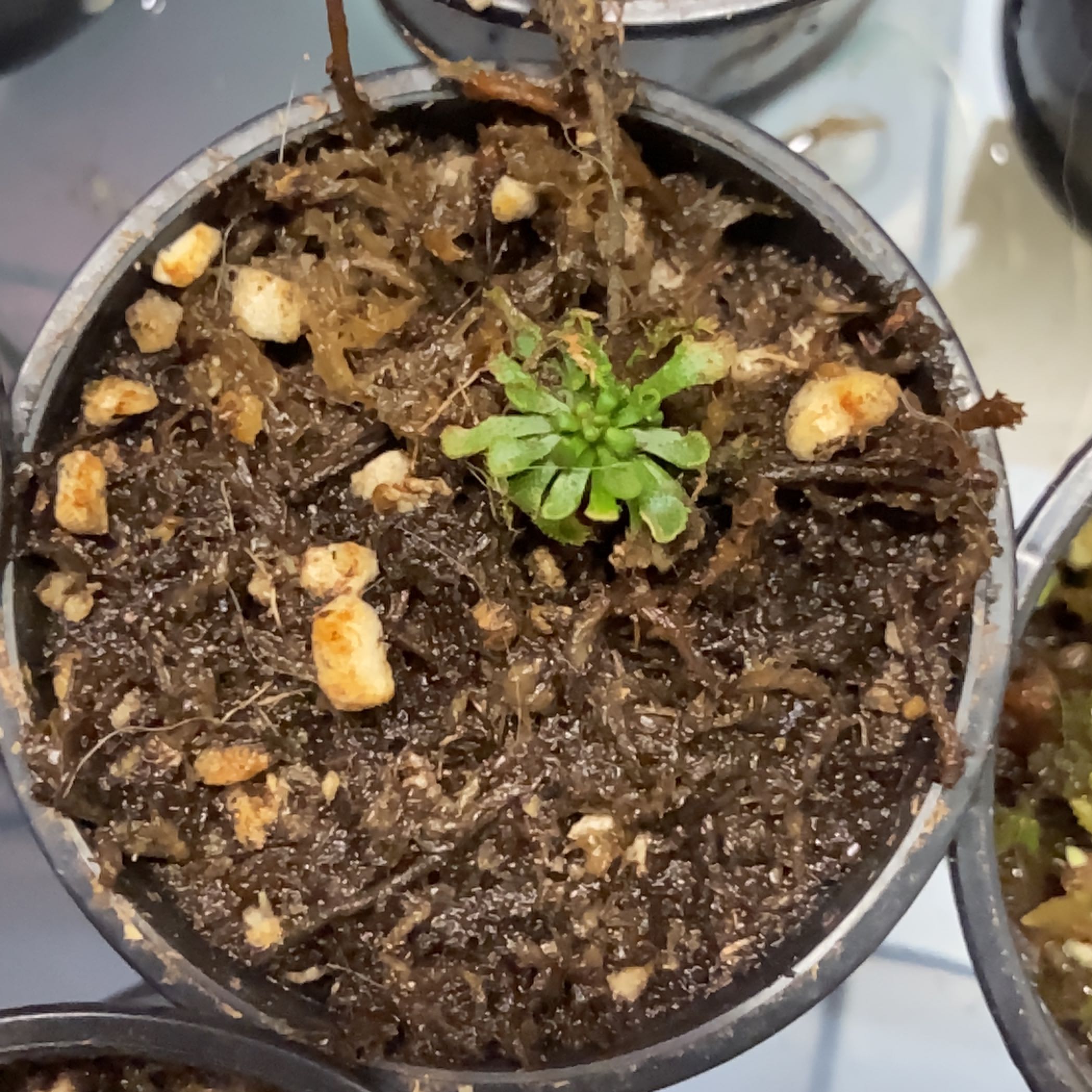 Photo of the plant species Sundew by @PoisonIvys named Drosera Pycnoblasta on Greg, the plant care app