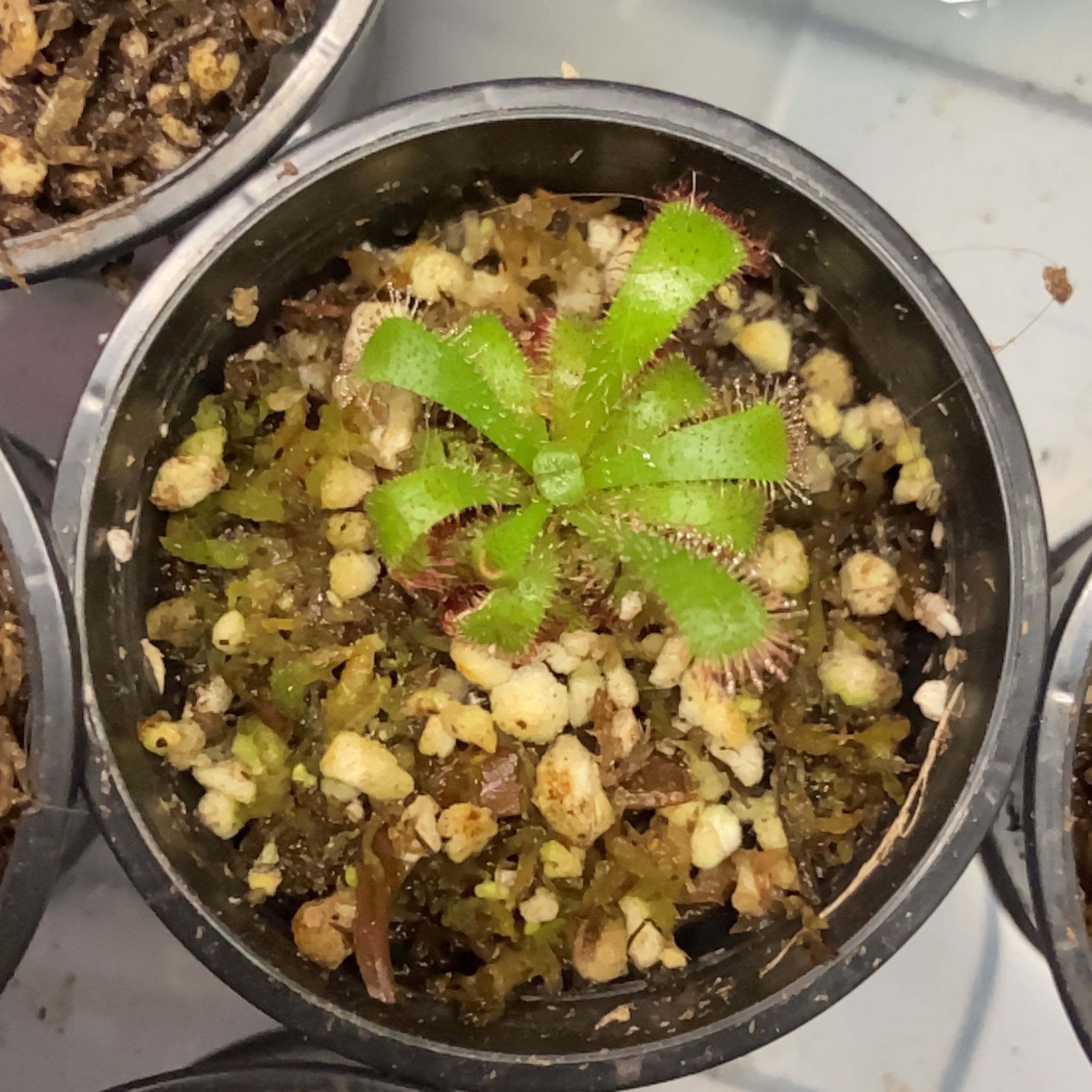 Photo of the plant species Admirable Sundew by @PoisonIvys named Drosera, Admiribilis - Ackbar on Greg, the plant care app