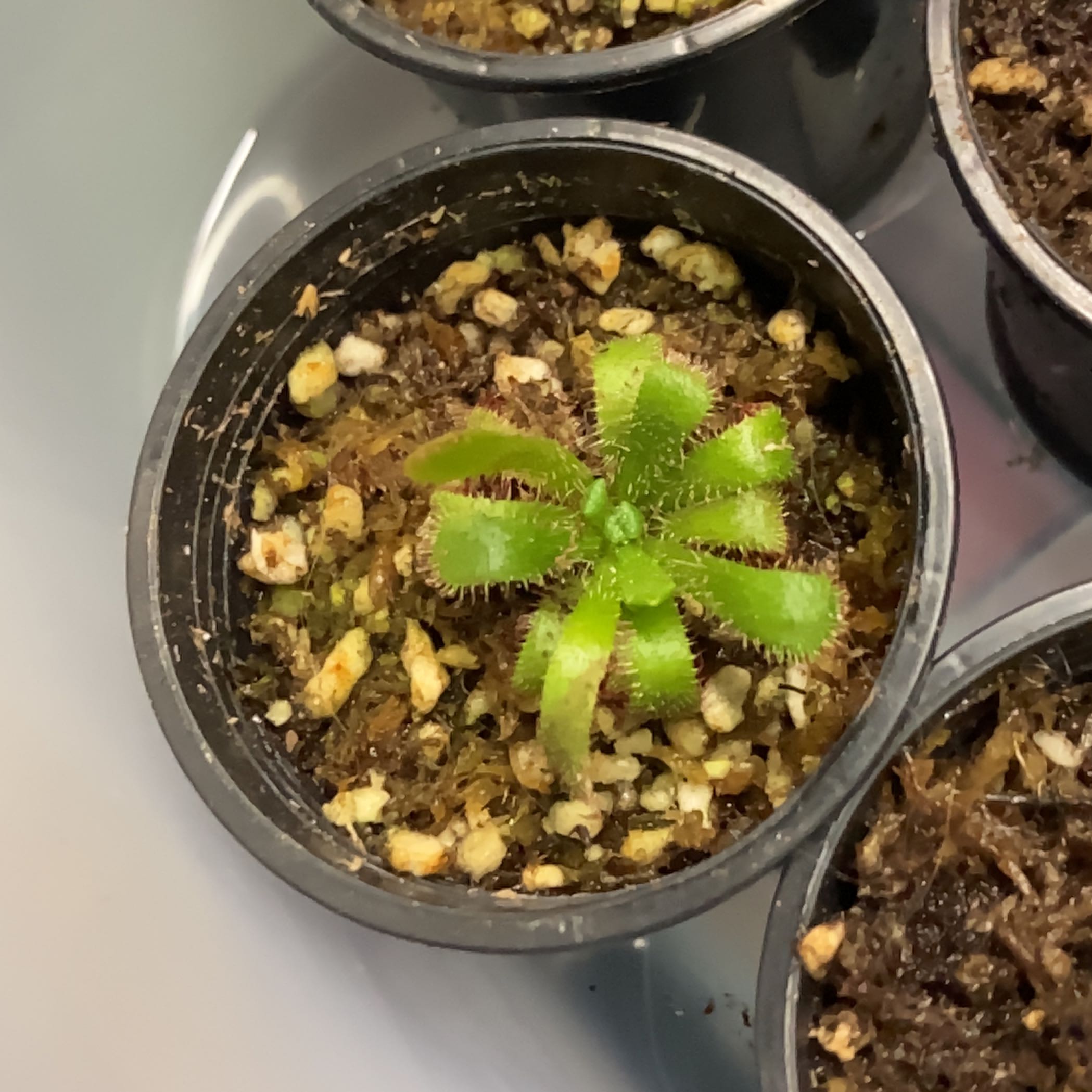 Photo of the plant species Admirable Sundew by @PoisonIvys named Drosera, Admirabilis - Major on Greg, the plant care app