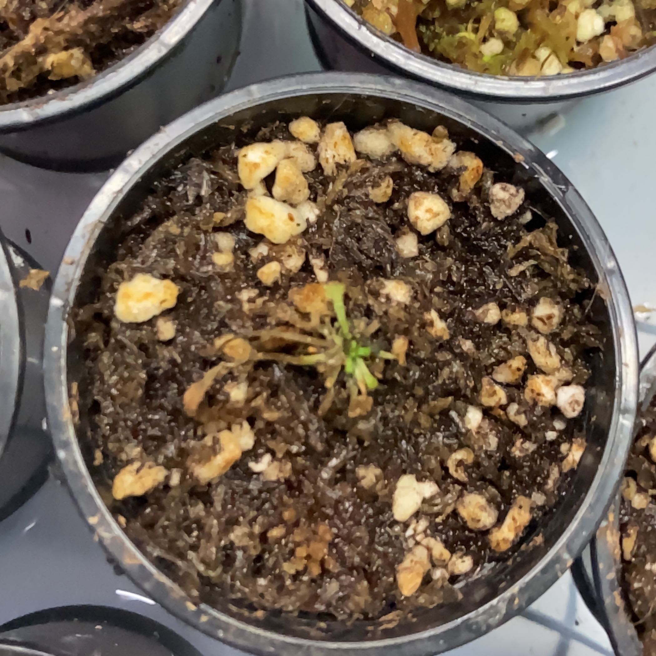 Photo of the plant species Sundew by @PoisonIvys named Drosera Pycnoblasta 2 on Greg, the plant care app