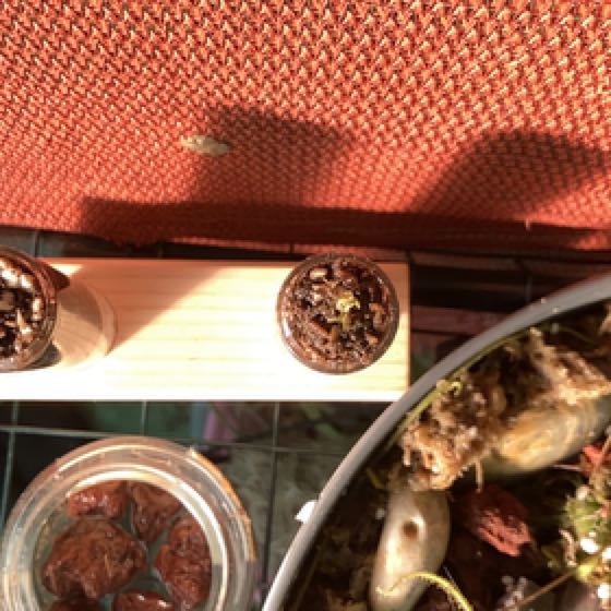 Photo of the plant species Tokaiensis Sundew by @PoisonIvys named Teeny Tiny Terror-arium 2.2 on Greg, the plant care app