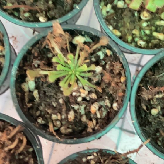 Photo of the plant species sundew by @PoisonIvys named Drosera Venusta Alba 1 on Greg, the plant care app