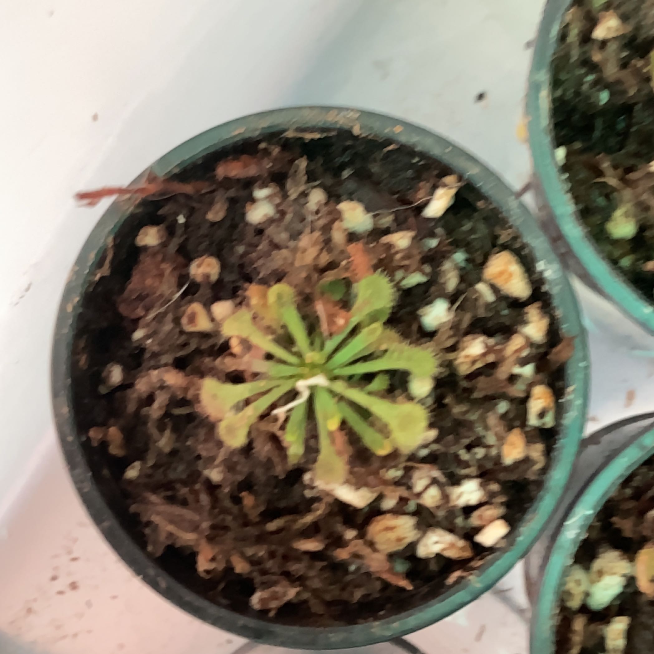 Photo of the plant species sundew by @PoisonIvys named Drosera Venusta Alba 2 on Greg, the plant care app