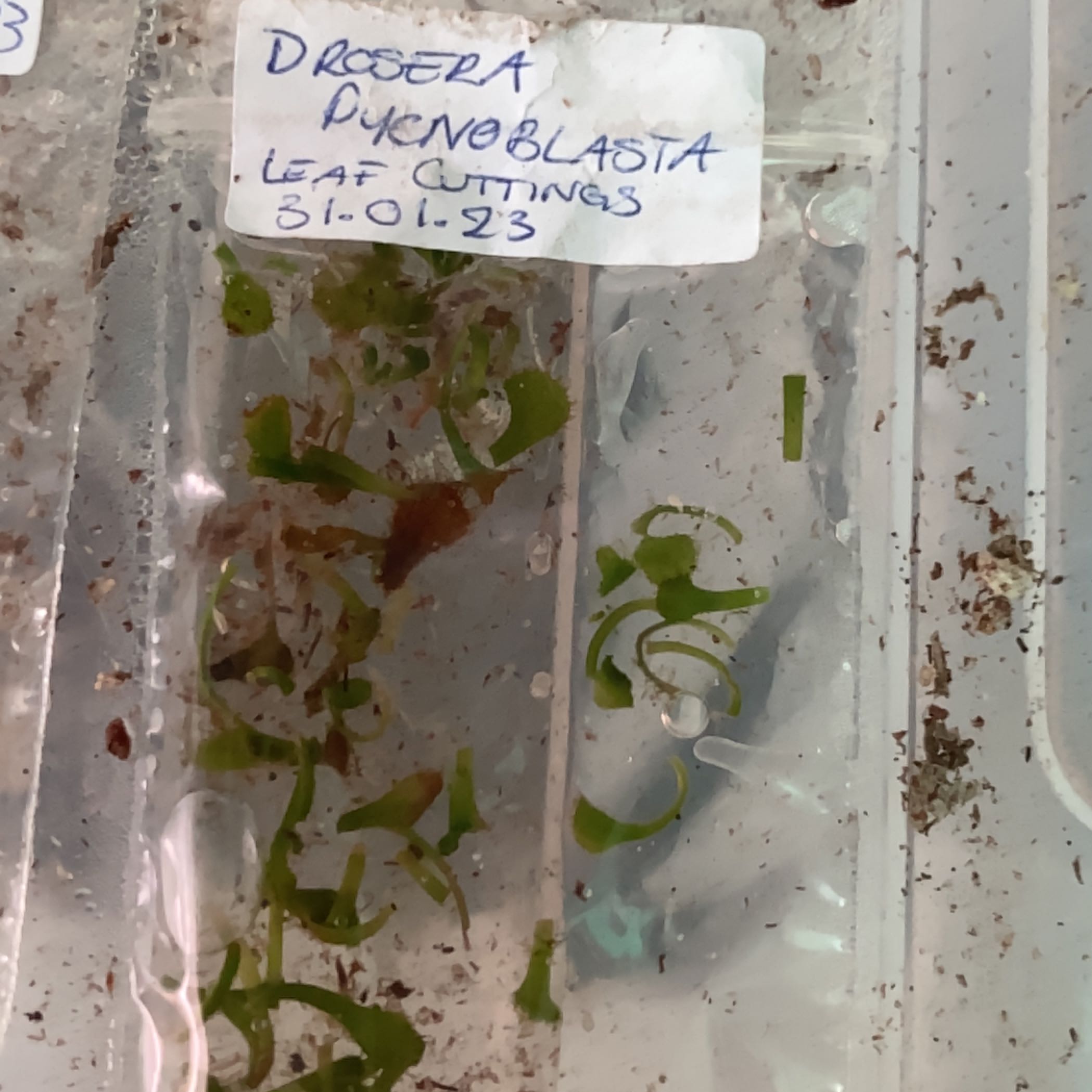Photo of the plant species Sundew by @PoisonIvys named Drosera Pycnoblasta Leaf Cuttings on Greg, the plant care app