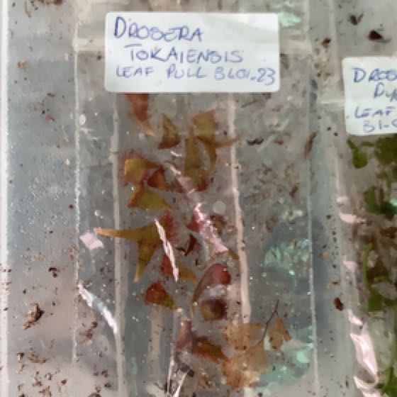 Photo of the plant species Tokaiensis Sundew by @PoisonIvys named Drosera Tokaiensis Leaf Cuttings on Greg, the plant care app
