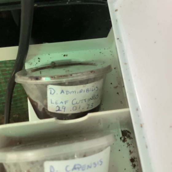 Plant care for Cai Xin, Chye Sim, Choi Sum, Yu Choy, or Chinese Flowering Cabbage on Greg, the plant care app