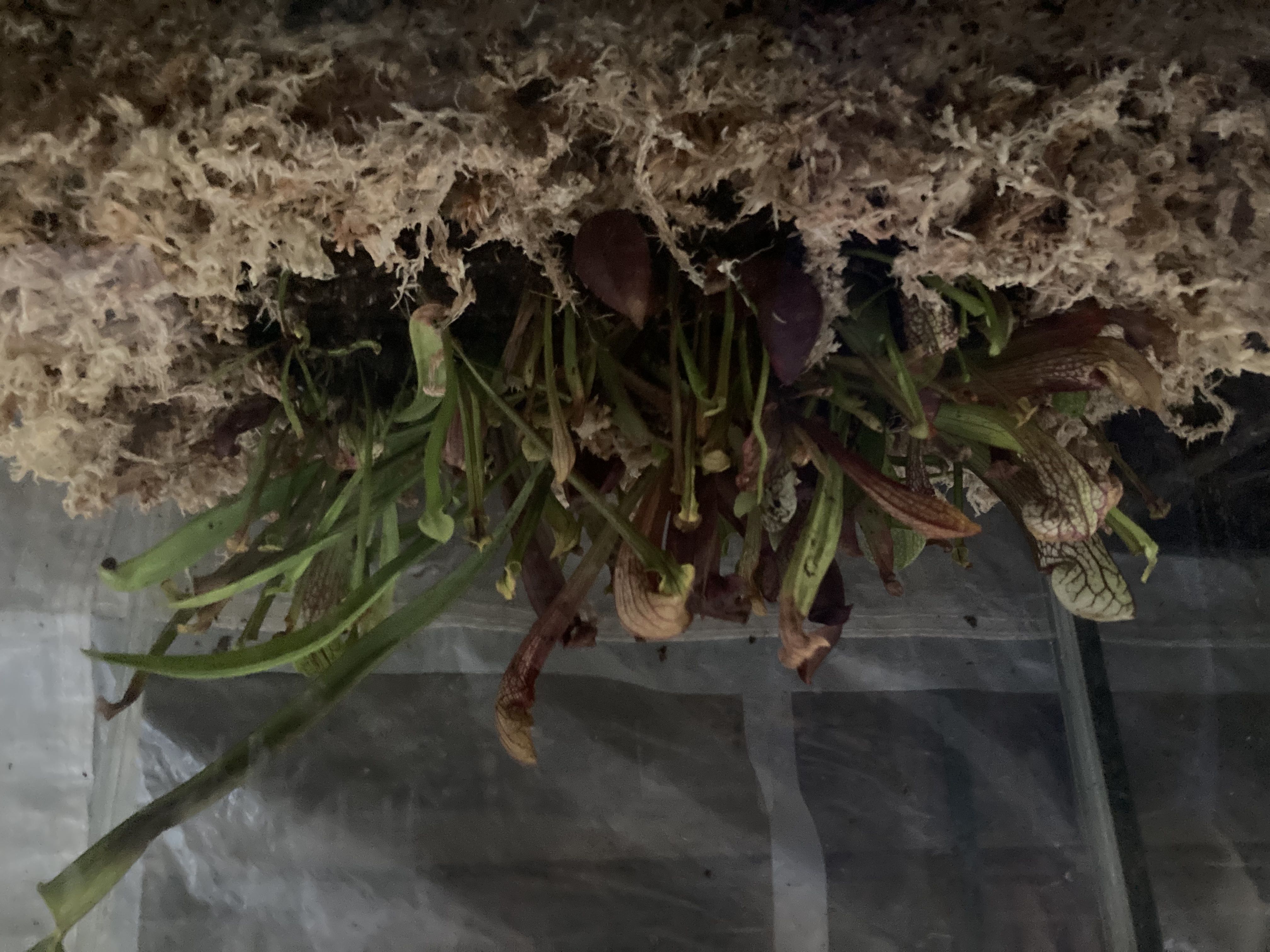 Cluster of Yellow Pitcher Plants hanging upside down in a controlled environment.