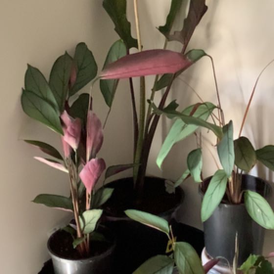 Alocasia, Lauterbachiana - Cuddles