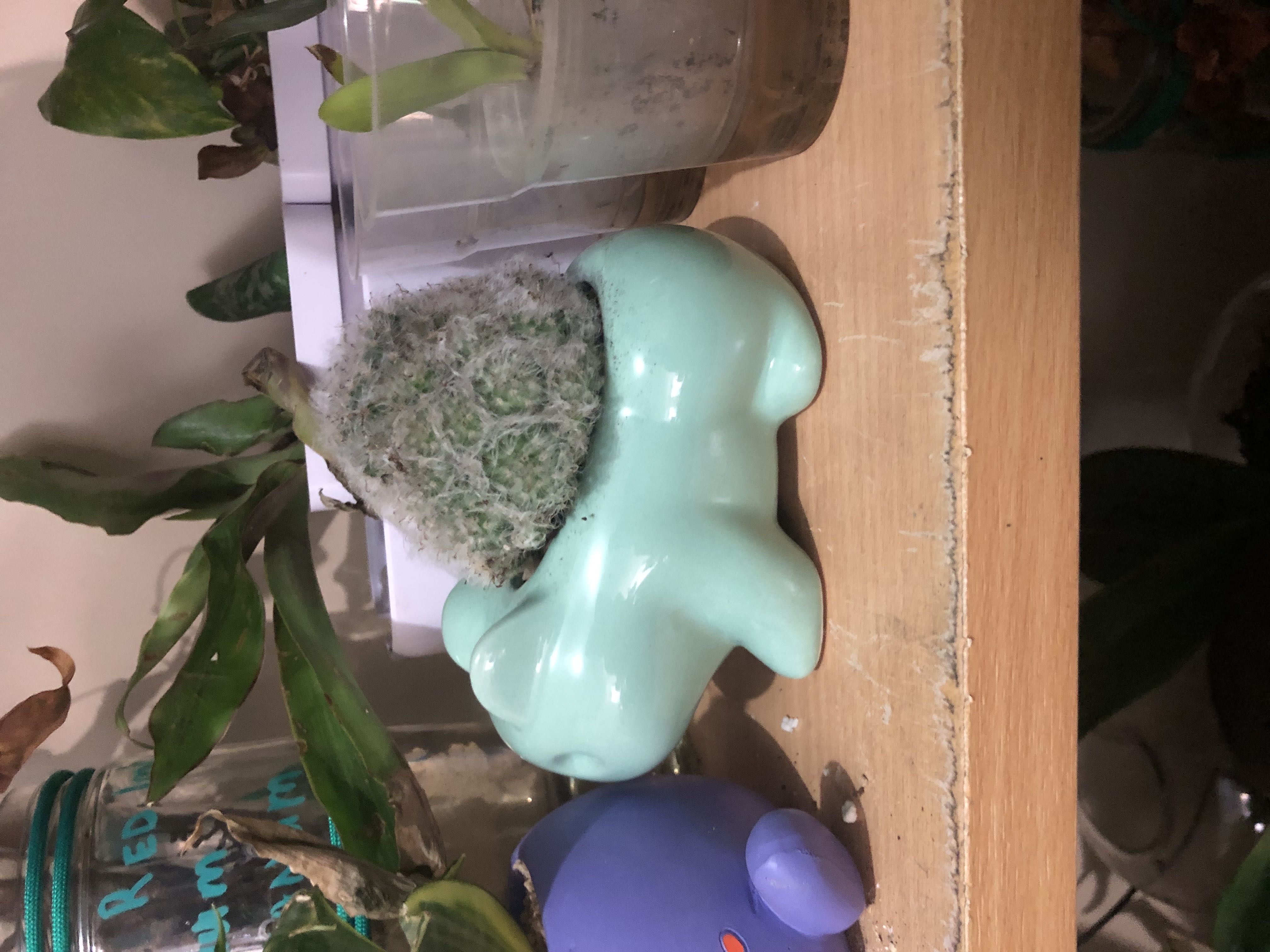 Photo from the post