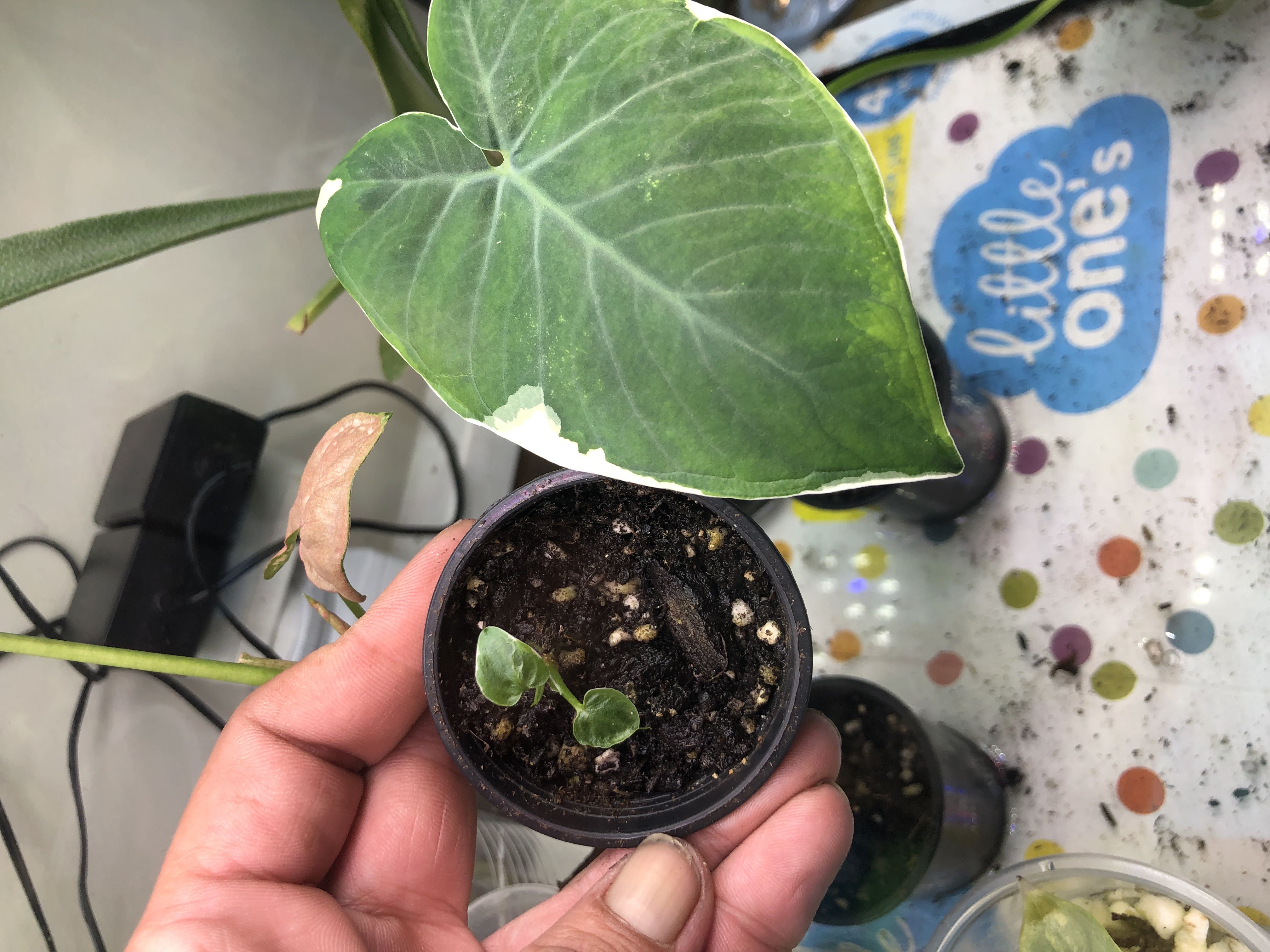 Photo from the post
