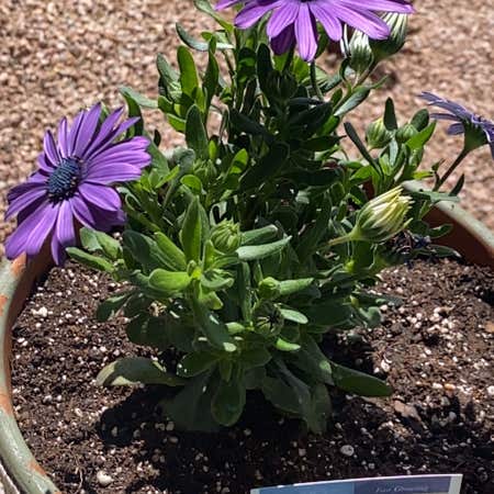 Photo of the plant species African Daisy by @UnambiguousRuby named Bodhi on Greg, the plant care app