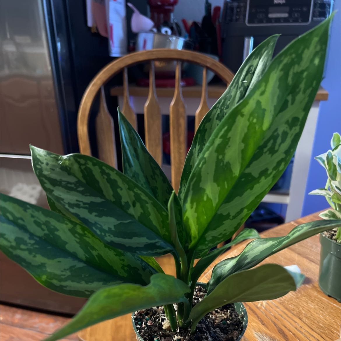 Aglaonema 'Emerald Beauty' plant with vibrant green variegated leaves in a pot.
