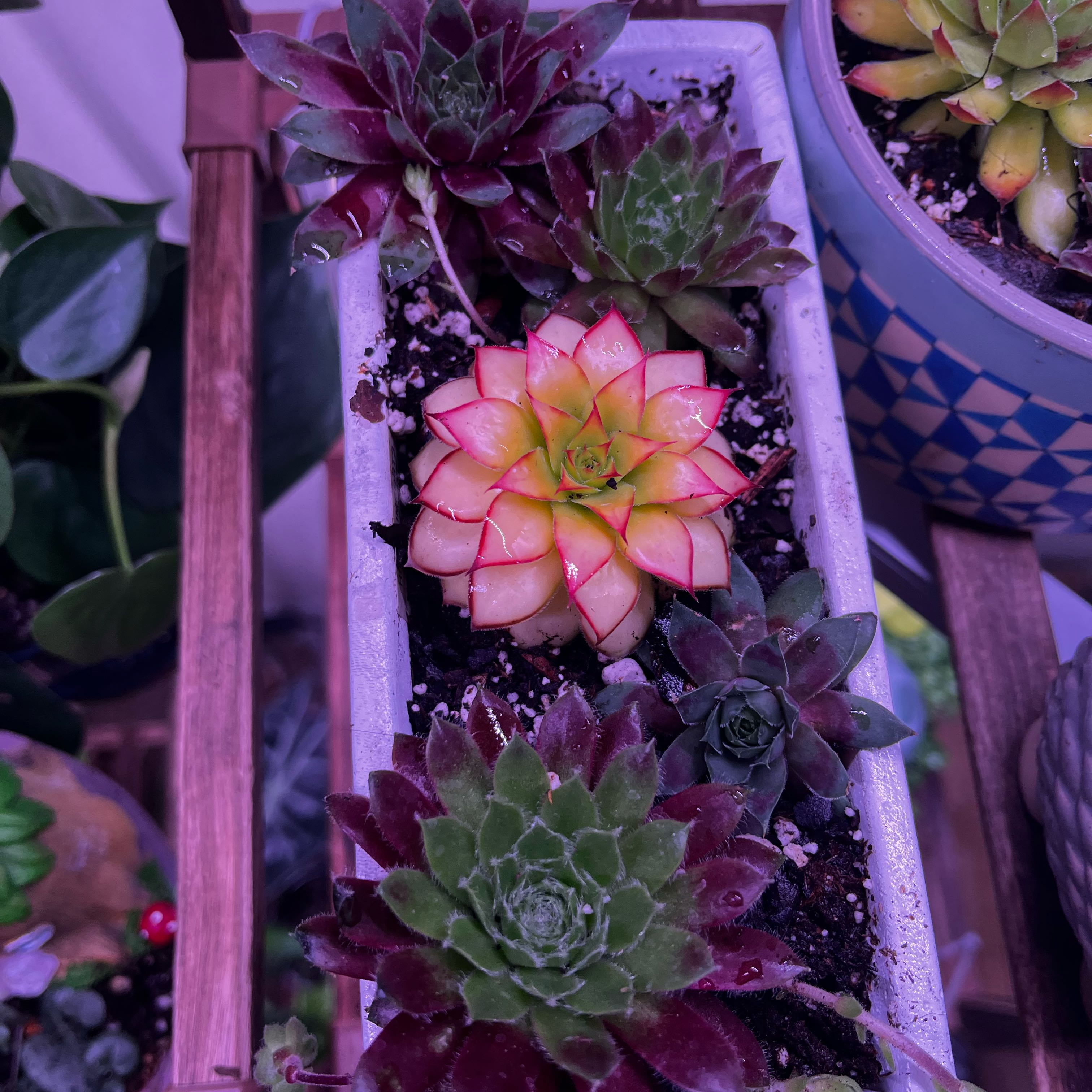 Photo of the plant species Gold Nugget Hens and Chicks by @FavoriteBanana named Cleopatra on Greg, the plant care app
