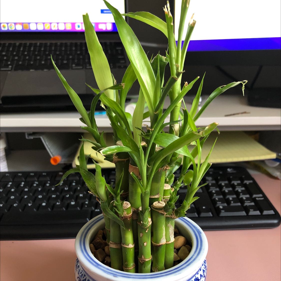 Photo of the plant species Lucky Bamboo by @YeahGreenash named Your plant on Greg, the plant care app