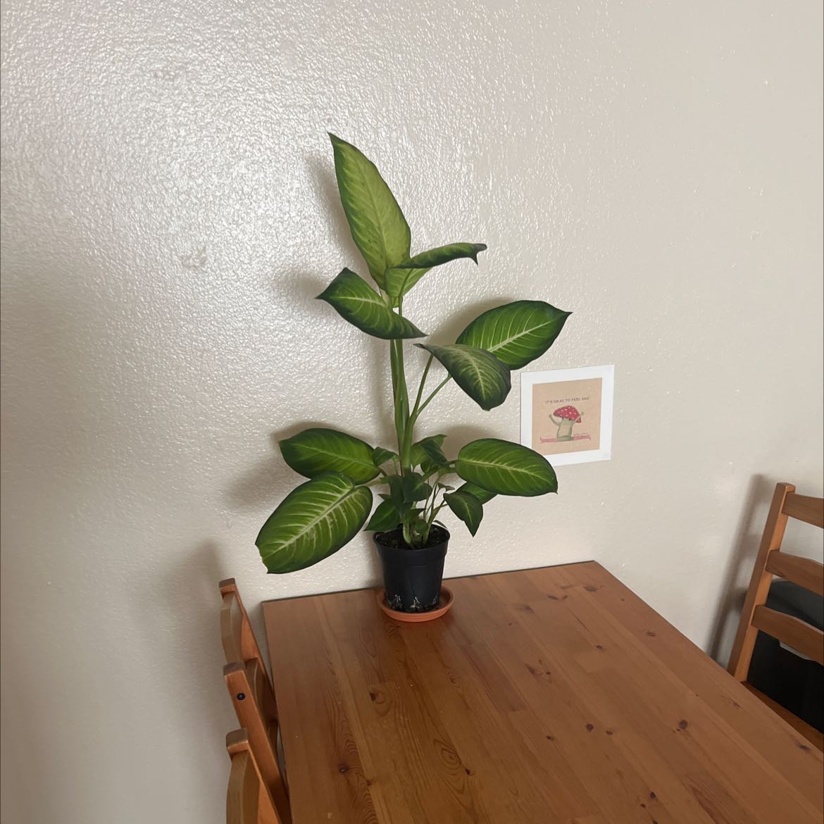 Photo of the plant species Dieffenbachia Triumph by @BountifulMexico named Diph on Greg, the plant care app