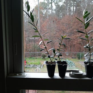 Olive Tree plant in Covington, Georgia