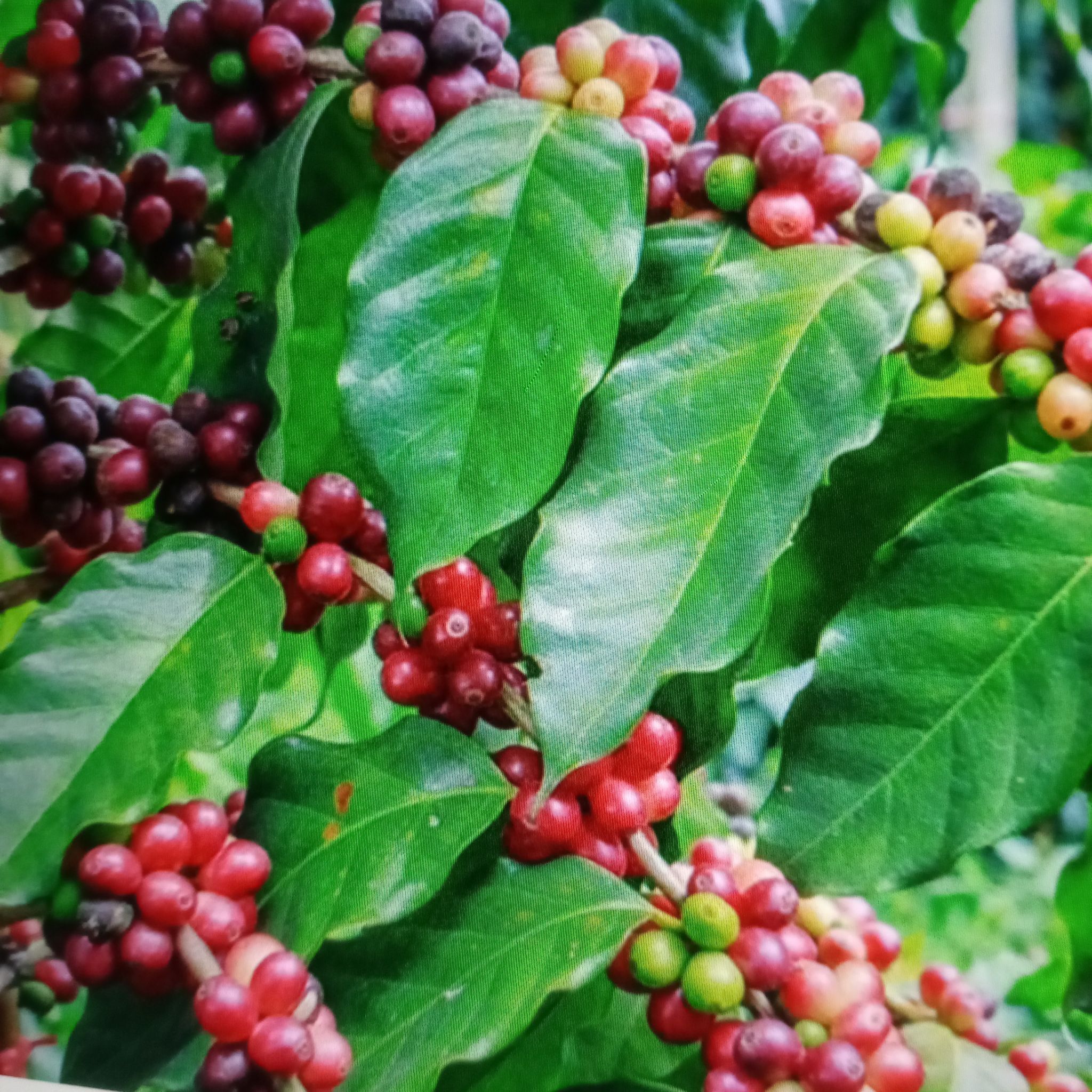 Photo of the plant species Arabian Coffee Plant by @CoolPalmier named Arabica Coffee Plant on Greg, the plant care app