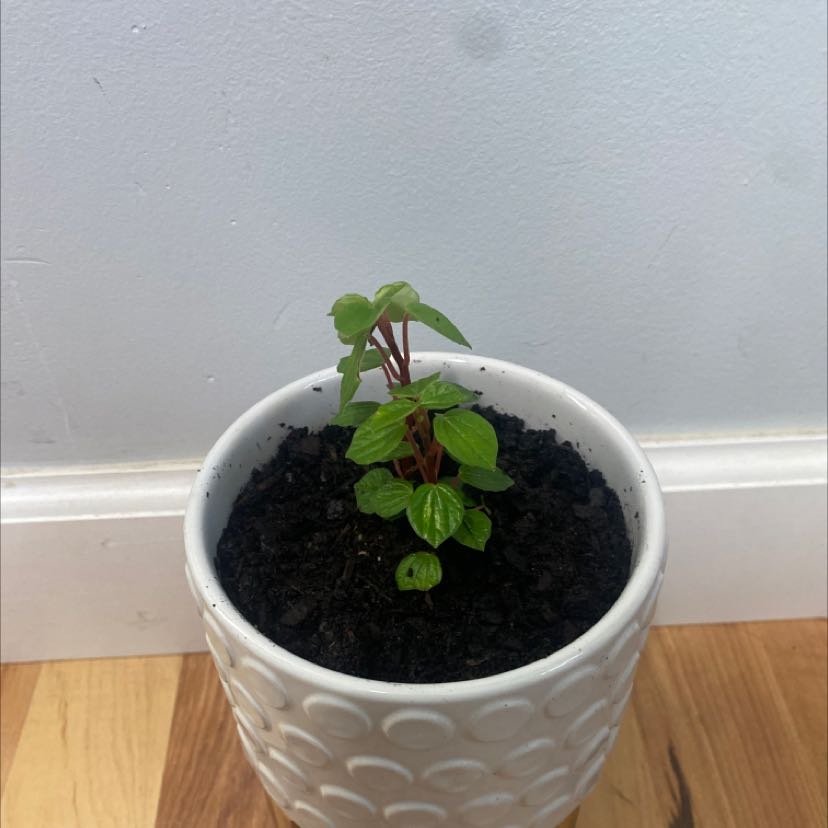 Photo of the plant species Peperomia meridiana by @FitWoodsrose named Demi on Greg, the plant care app