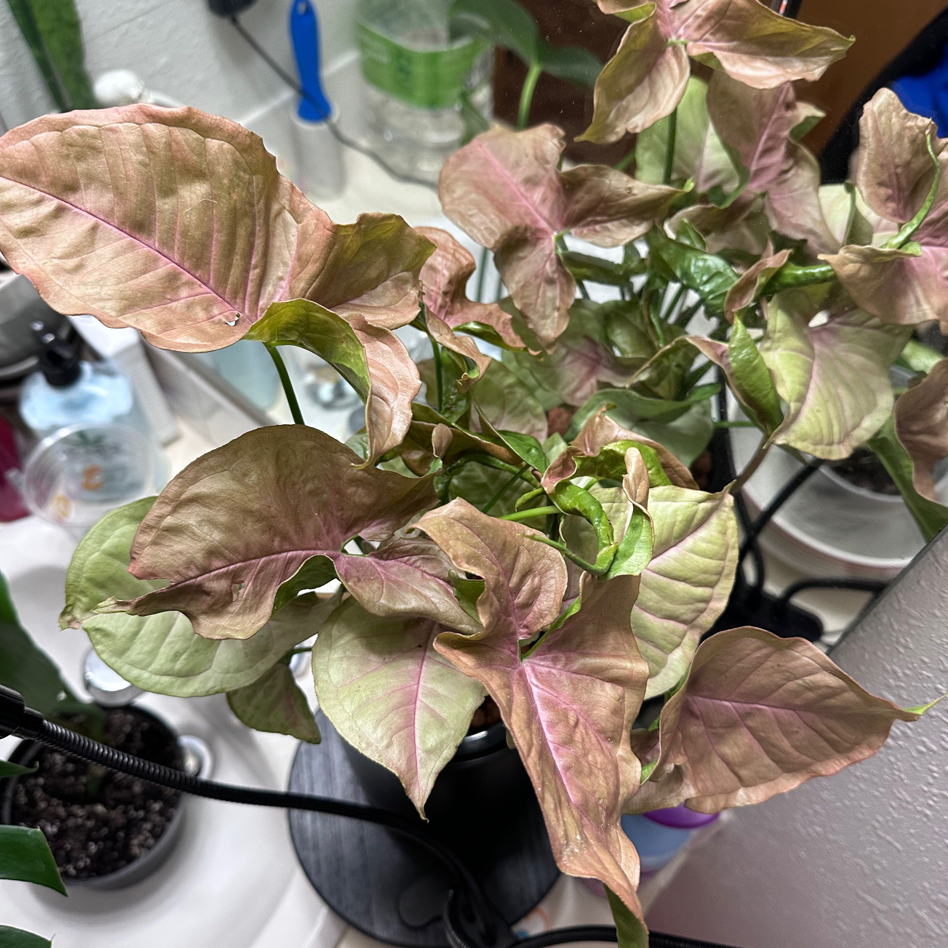 Pink Arrowhead Vine with green and pink leaves, some browning at edges, in a well-lit indoor setting.