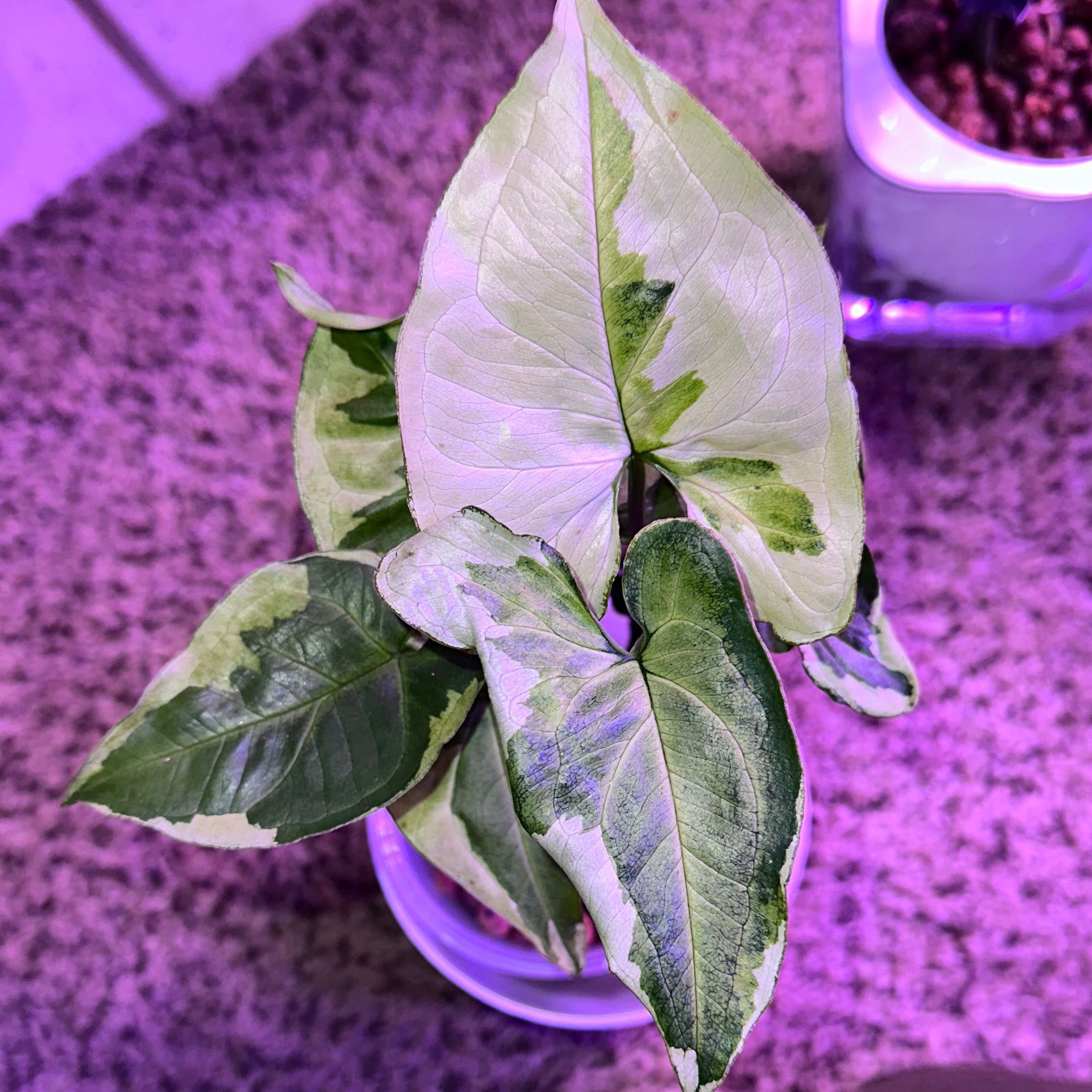 Three Kings Syngonium plant with variegated leaves, well-framed and healthy.