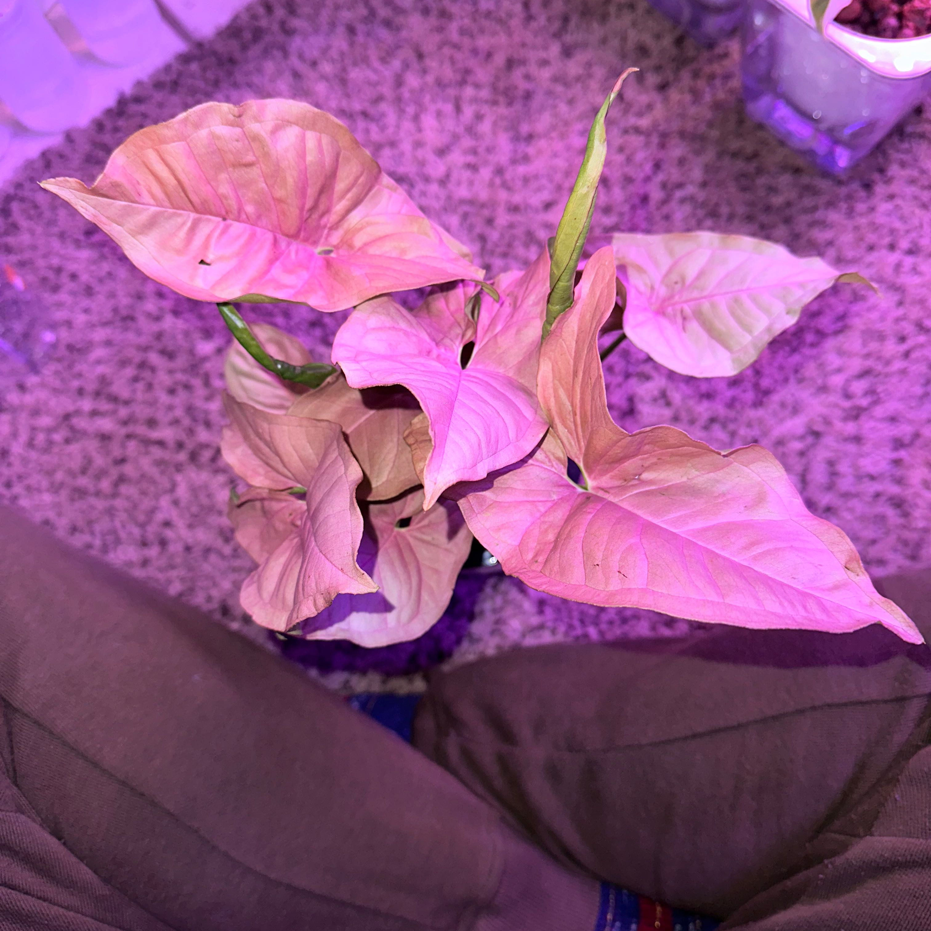 Pink Arrowhead Vine with some leaf discoloration, placed on a carpeted surface with human legs visible.