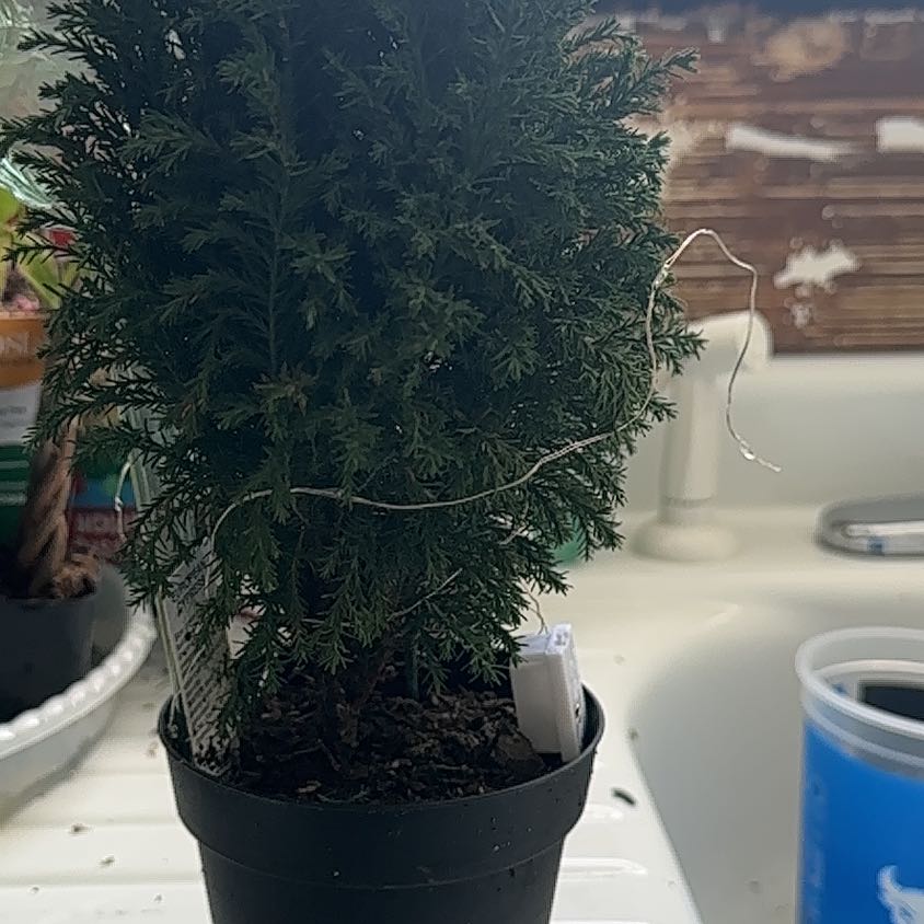 Photo of the plant species European Cypress by @RichRutabaga named Daphne on Greg, the plant care app