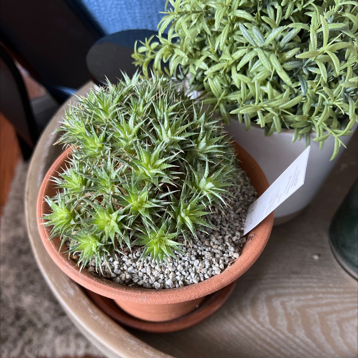 Photo of the plant species brom by @KnowingTeatree named Brom Hawthornia on Greg, the plant care app