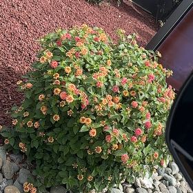 Photo of the plant species Lantana by @SavantFuscia named Figyonce on Greg, the plant care app