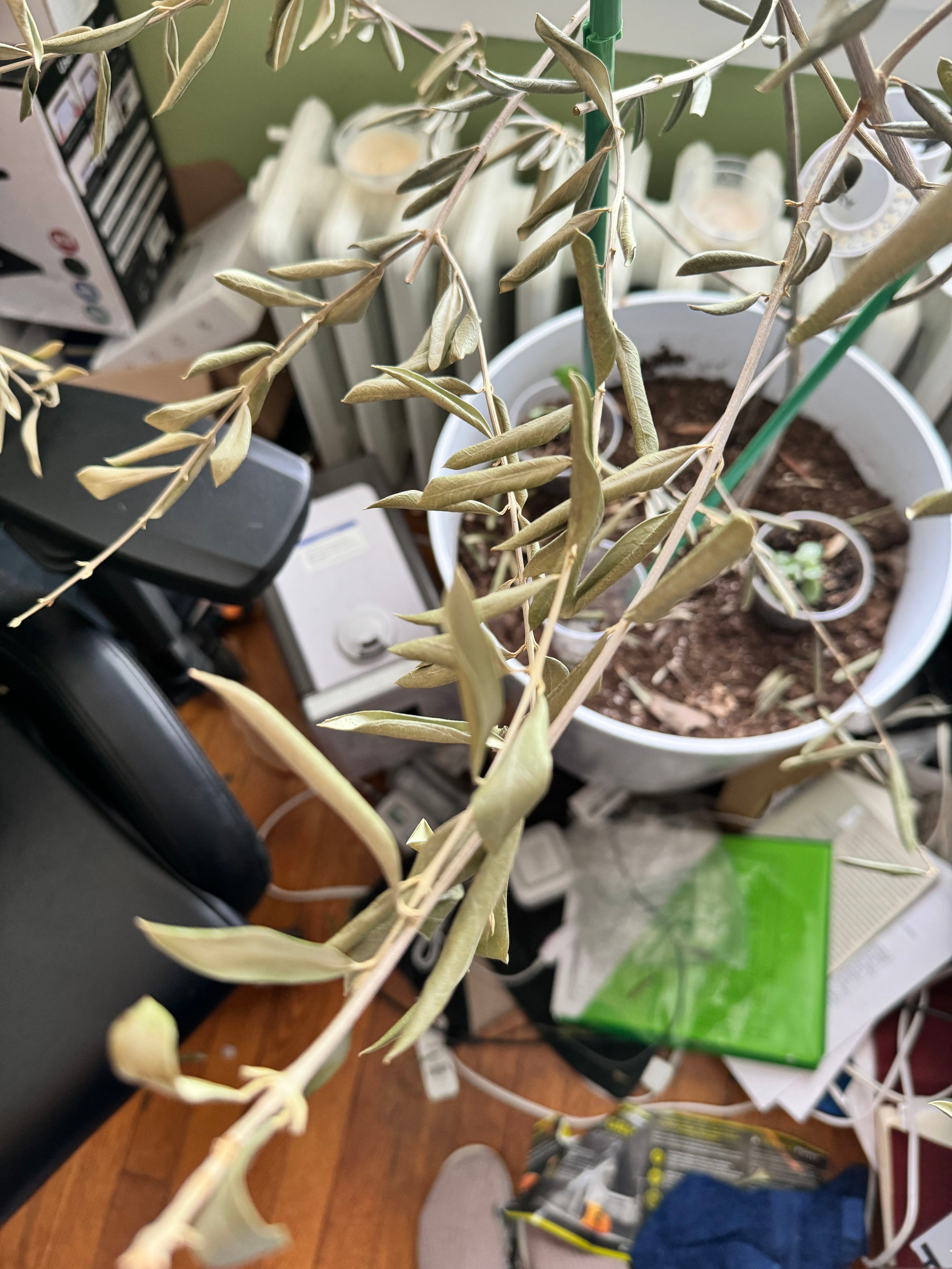 How to Care for Cipressino Olive Mastering Water, Sunlight & More