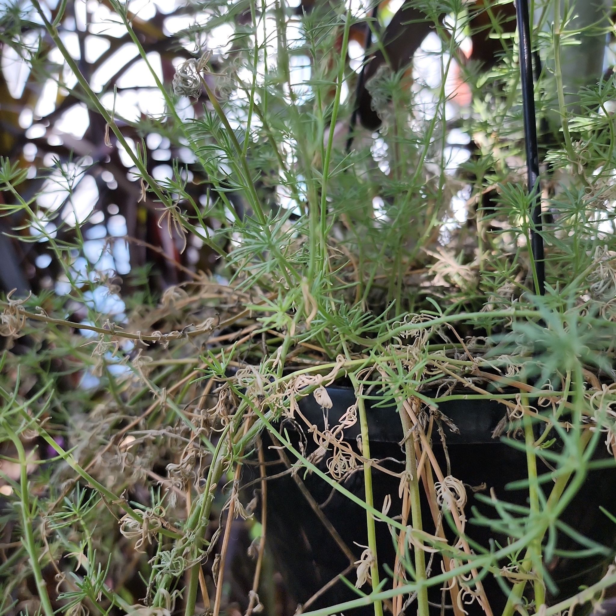 Sicklethorn plant in a black pot with some dry, curled leaves and visible soil.
