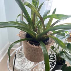 Droophead Tufted Airplant plant