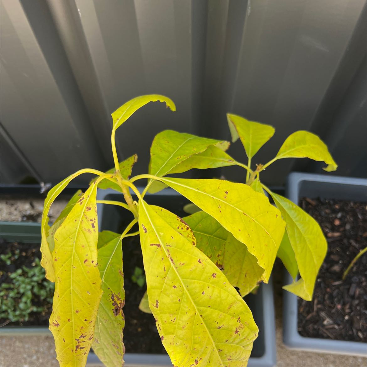 🥑 Why Are The Leaves On My Avocado Turning Yellow?