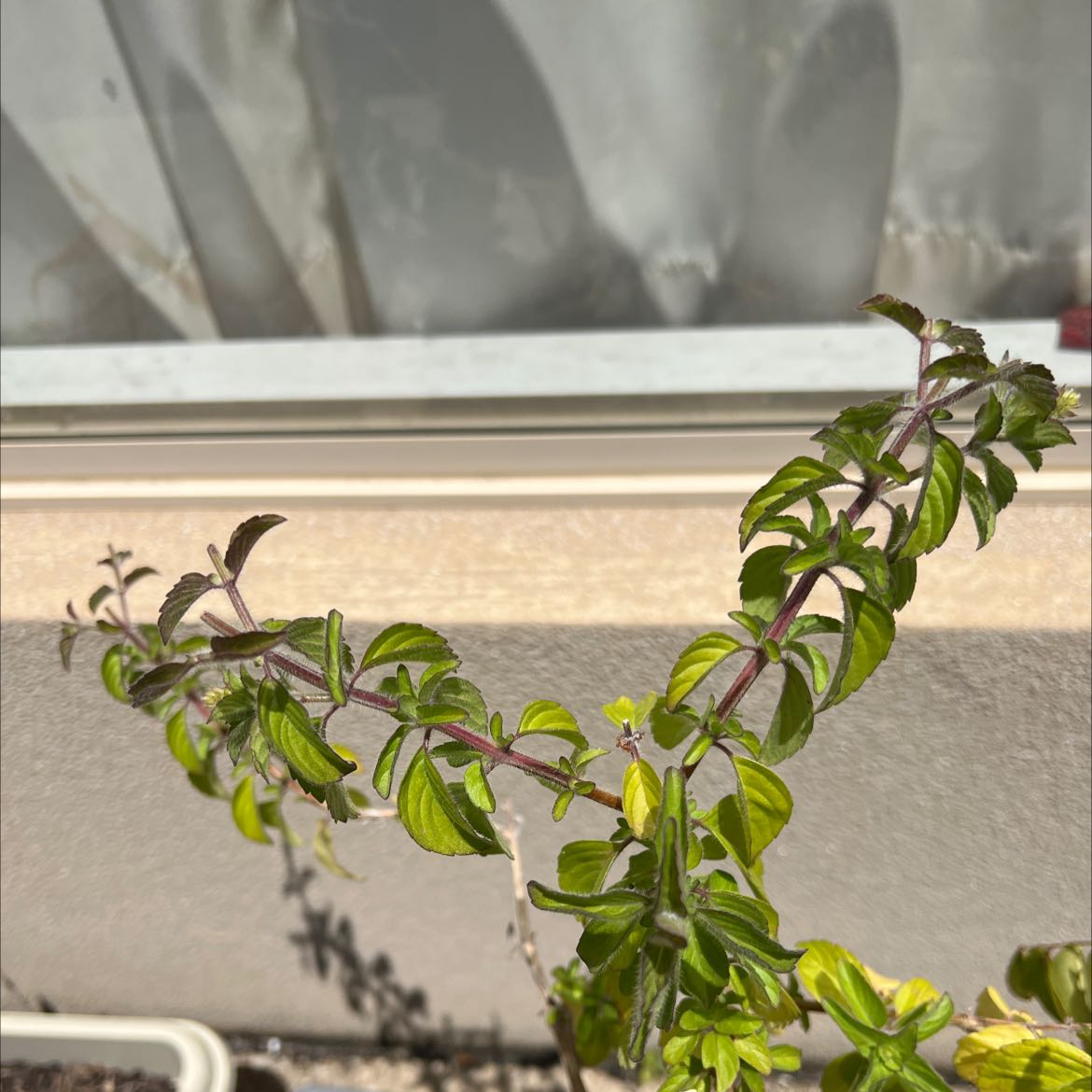 Holy Basil (Tulsi) plant with green leaves and purple stems in a pot with visible soil.