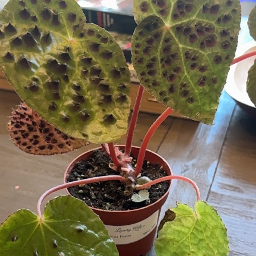 Photo of the plant species Begonia Ferox by @BXB named Ferox the Fierce on Greg, the plant care app