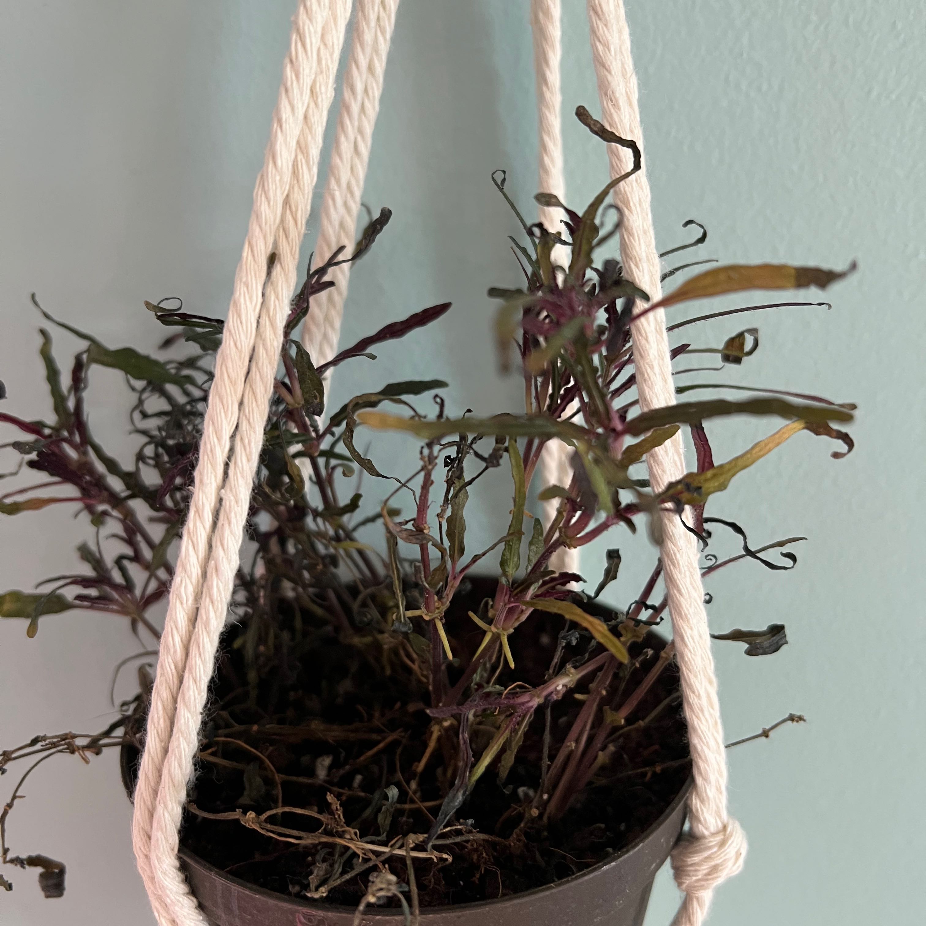 Dragon's Tongue plant in a hanging pot with discolored leaves and visible soil.