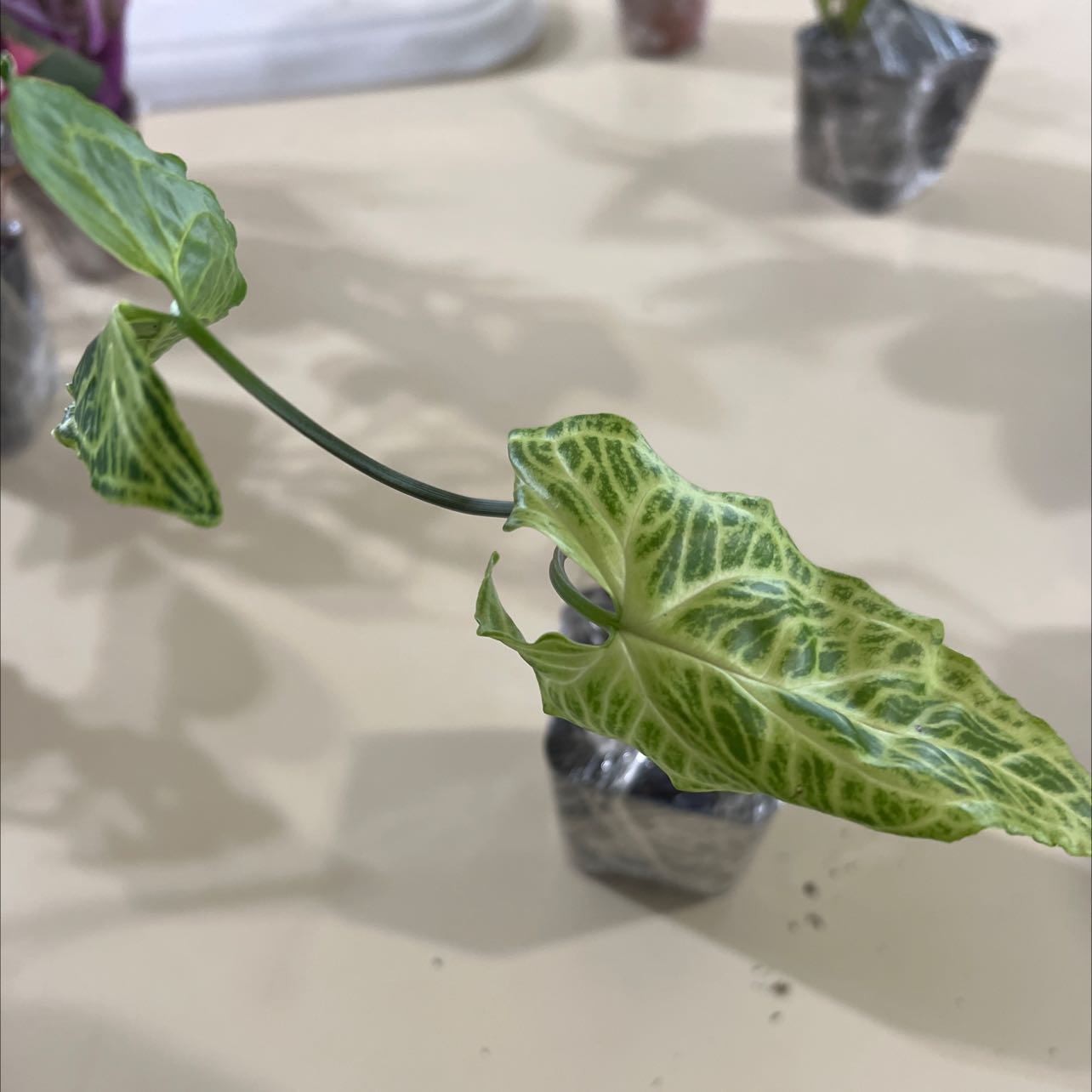 Image of a healthy Italian Arum plant with variegated leaves in a small pot.