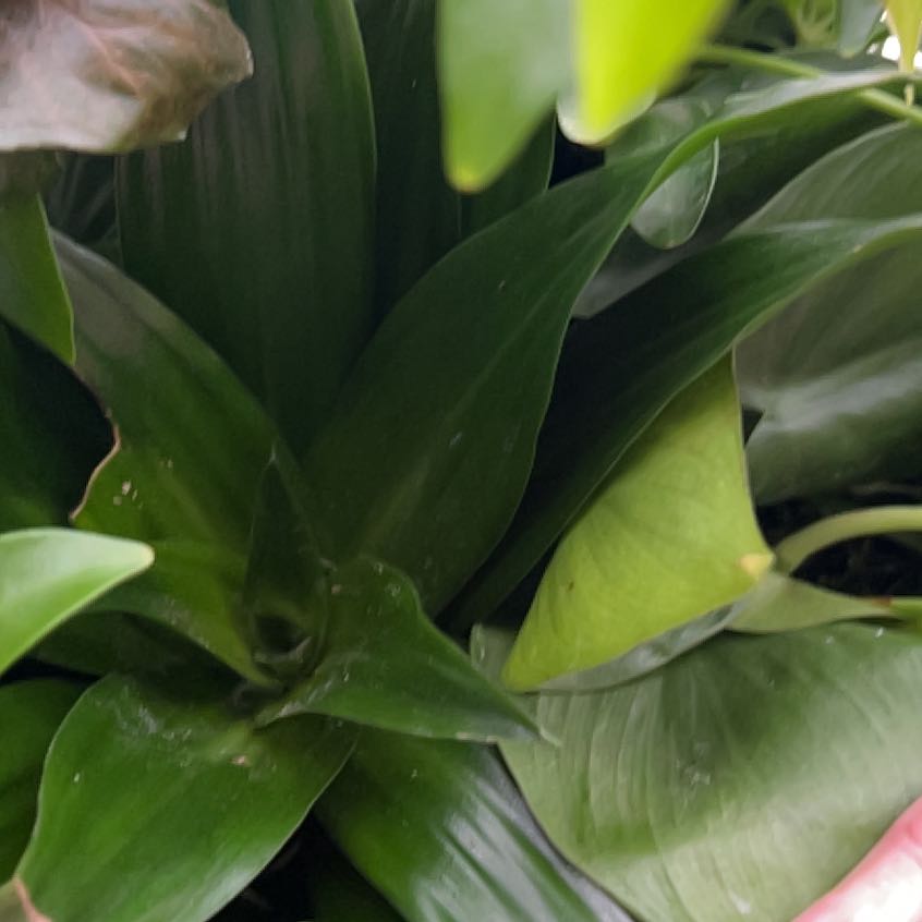 Photo of the plant species Poisonbulb by @VastDodder named Gates on Greg, the plant care app