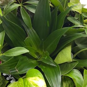 Photo of the plant species Poisonbulb by @VastDodder named Kobe on Greg, the plant care app