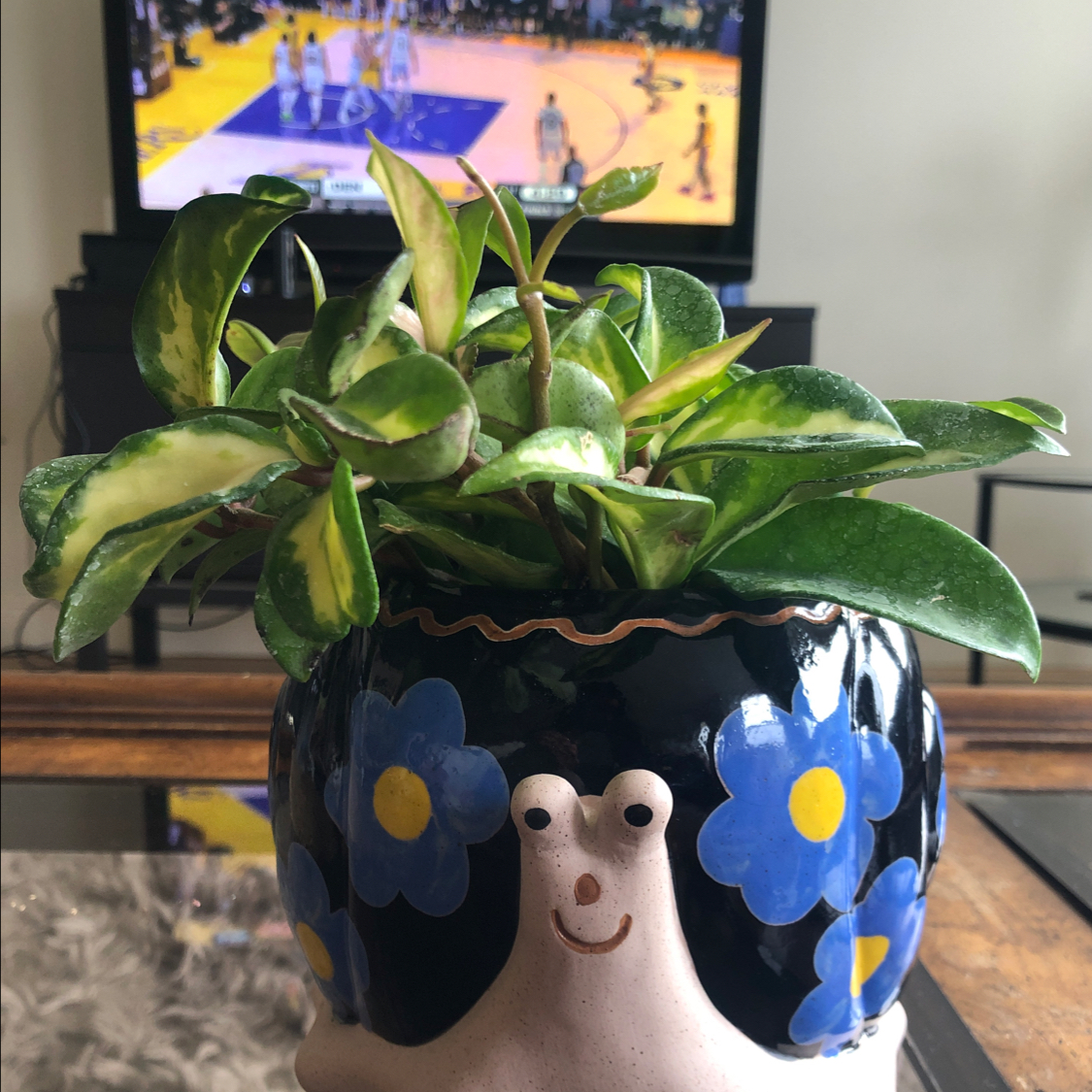 Krimson Princess Hoya plant in a decorative snail pot with a TV in the background.