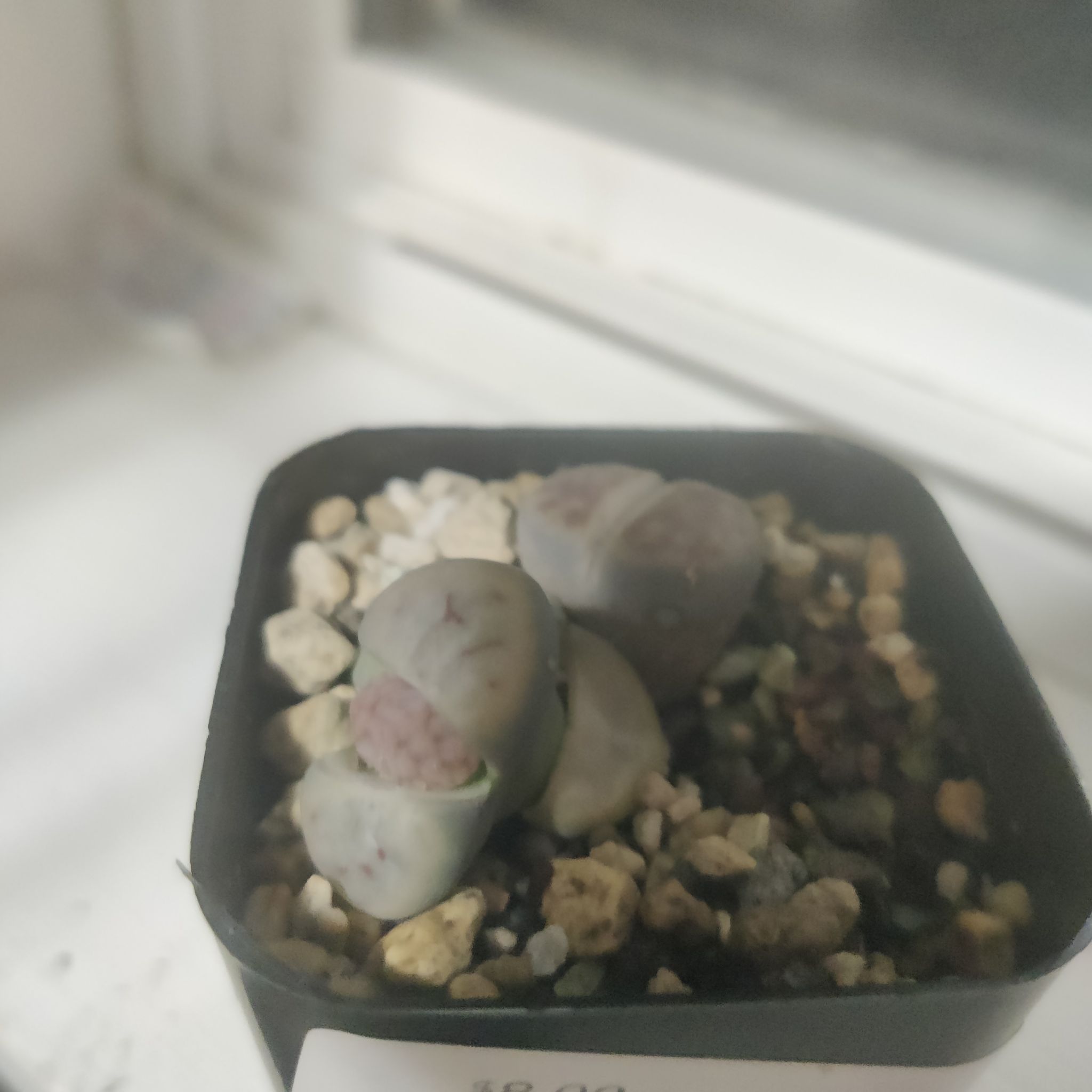 Photo of the plant species Rubra Lithops by @NiftySierrapea named Rocklops on Greg, the plant care app