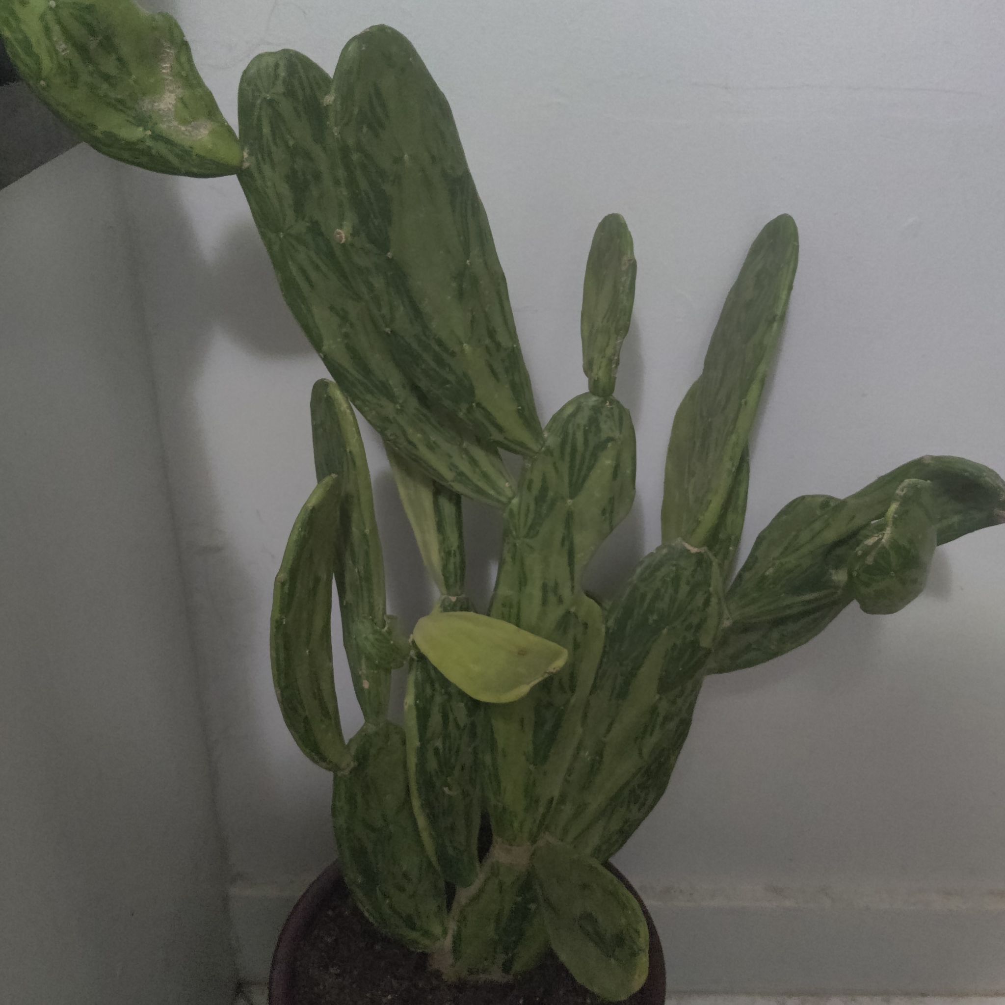 Photo of the plant species Warm Hand Cactus by @NiftySierrapea named Diamond on Greg, the plant care app