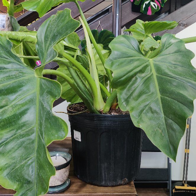 Photo of the plant species Philodendron subincisum by @NiftySierrapea named Ruffles on Greg, the plant care app