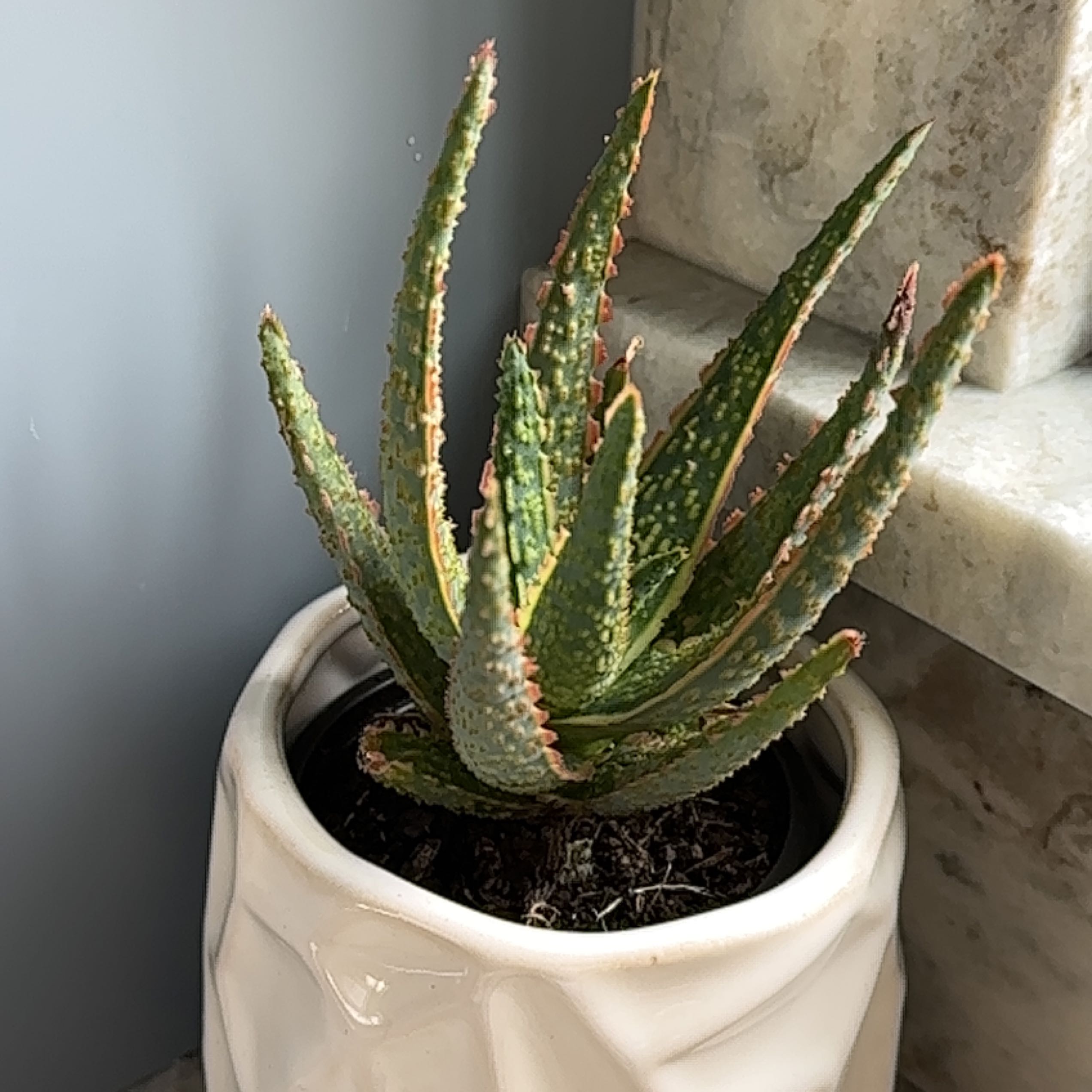 A healthy Aloe 'Christmas Carol' plant in a white pot with green leaves and red edges.