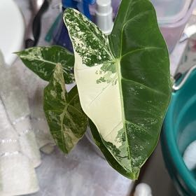 Photo of the plant species Variegated Alocasia frydek by @ZingyWildpansy named Asshole on Greg, the plant care app