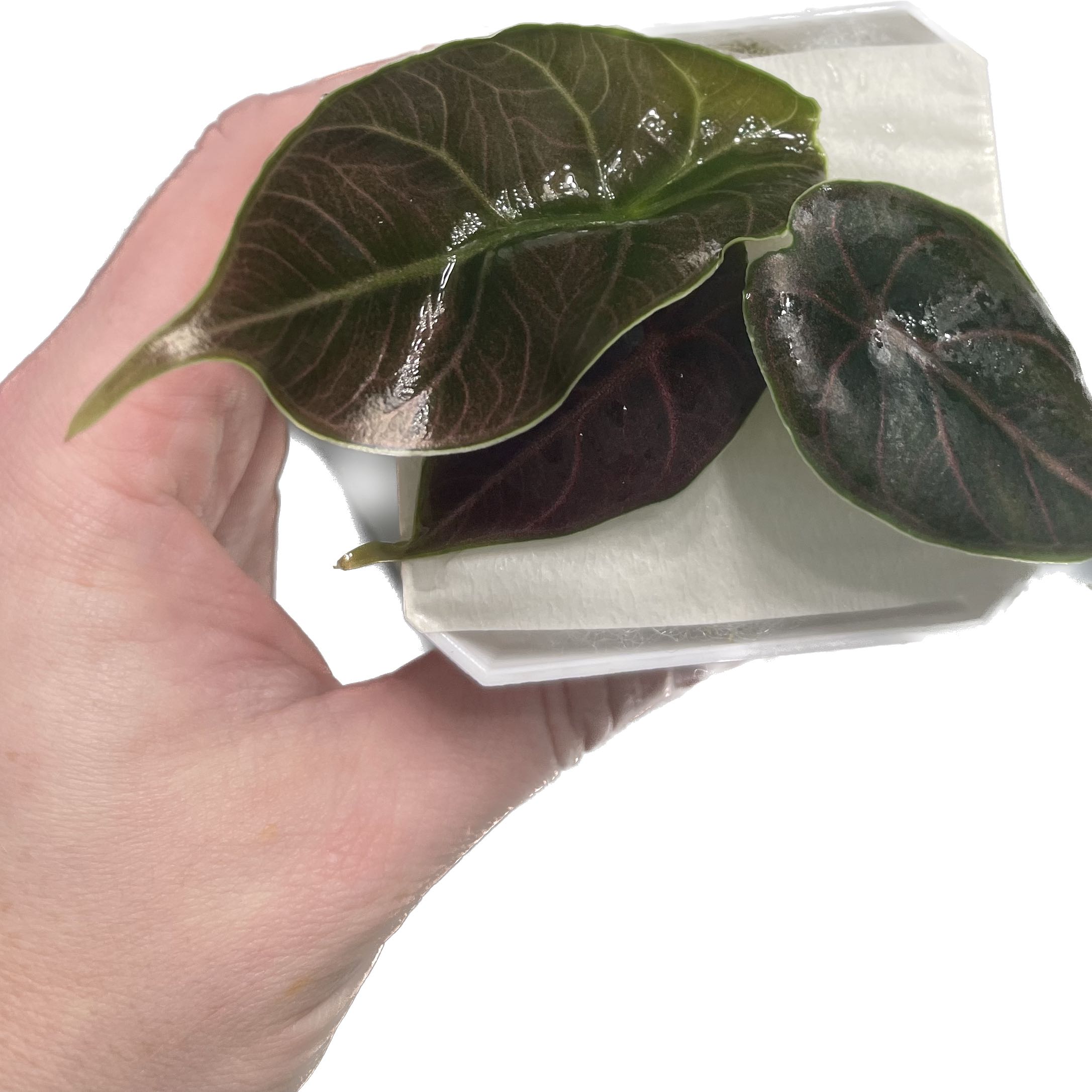 Hand holding a Red Mambo plant with dark green leaves.