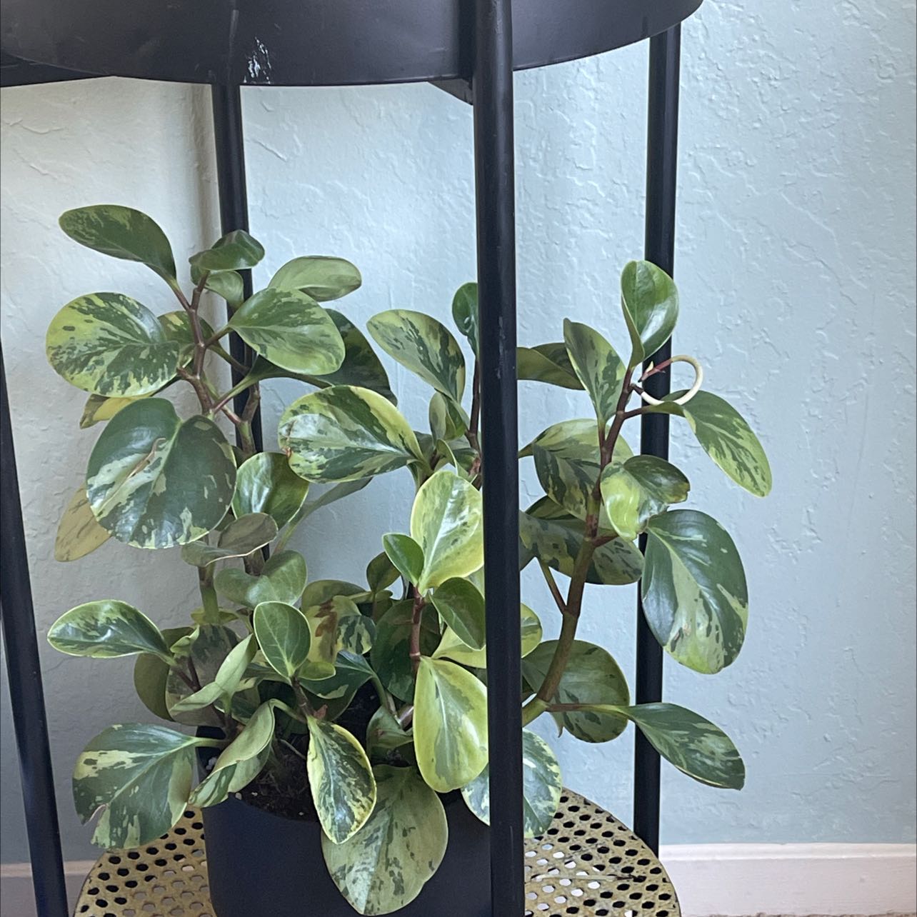 Marble Peperomia plant with variegated leaves on a stand.