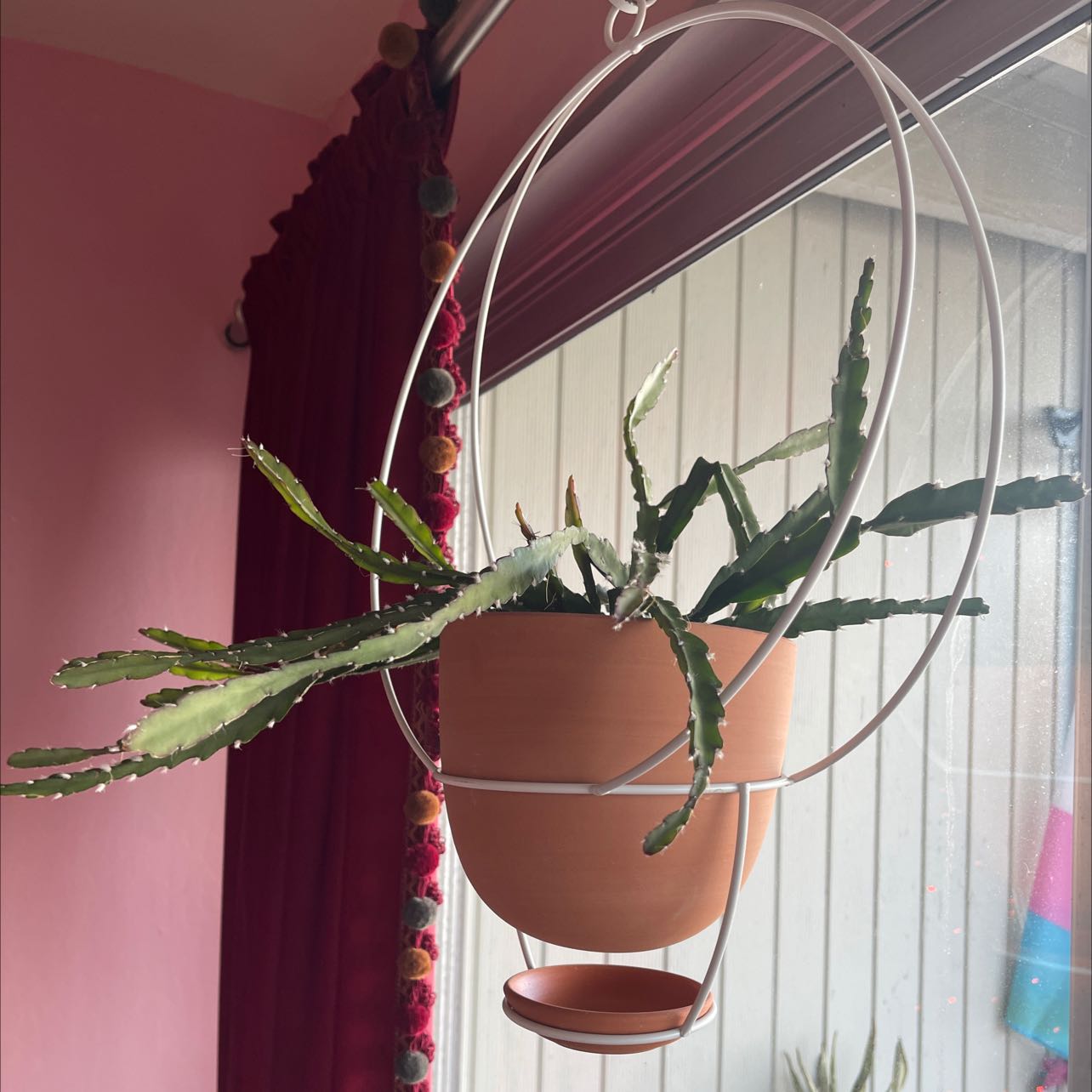 Lepismium cruciforme plant in a hanging pot near a window.