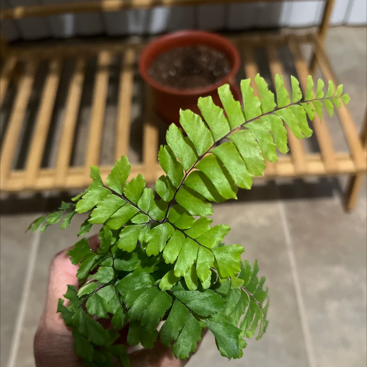 Rough Maidenhair Fern with vibrant green leaves held by a hand, pot with soil in the background.
