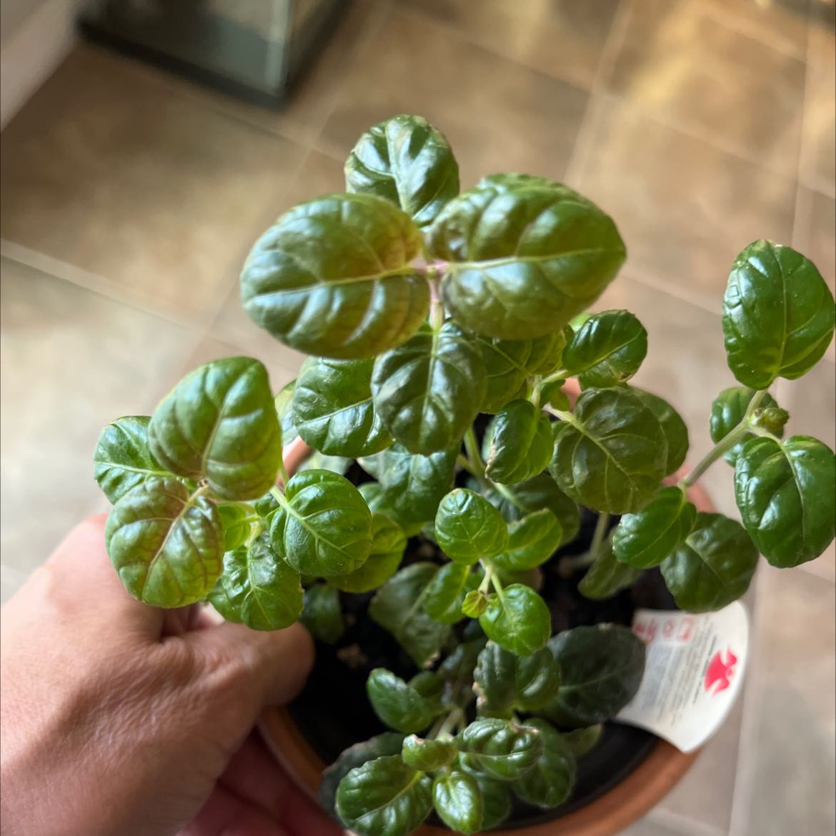 Healthy Mirror Bush plant with glossy green leaves in a pot, held by a hand.