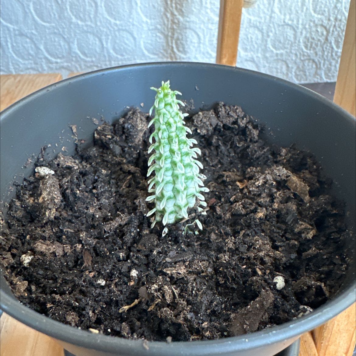 Variegated Corncob Cactus in a pot with visible soil, well-framed and in focus.